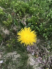 Hypochaeris uniflora