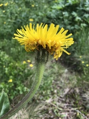 Hypochaeris uniflora
