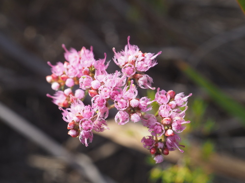 Image of Verticordia densiflora by (c) Hugo Innes, some rights reserved (CC BY)