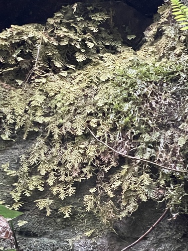 Hymenophyllum pilosissimum observed 2024-12-09