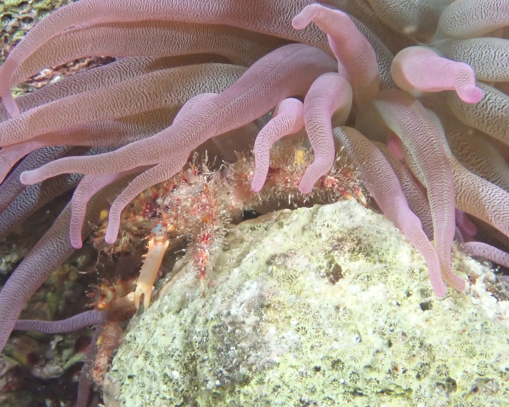 Hairy Clinging Crab