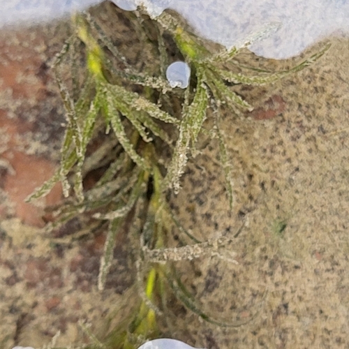 Nodding waternymph (Najas flexilis)