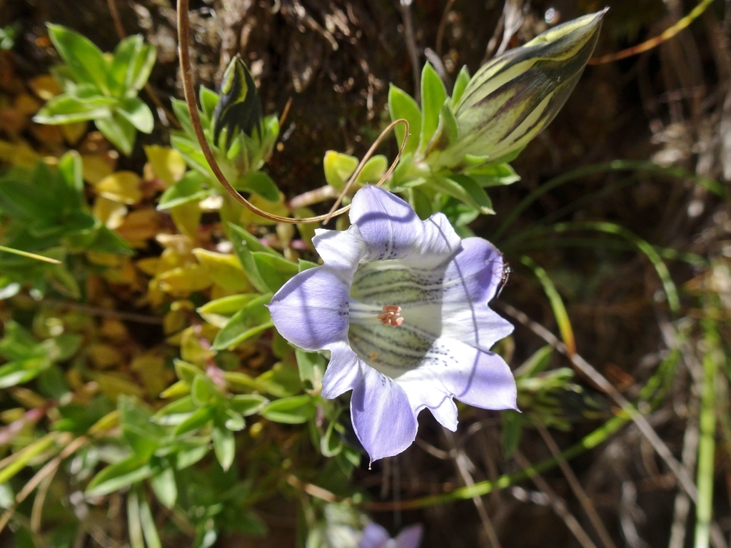 Gentiana stipitata