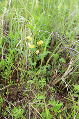 Astragalus chinensis