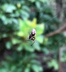 Araneus ejusmodi