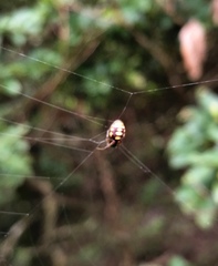 Araneus ejusmodi