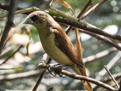 Tricolored Munia photo 3