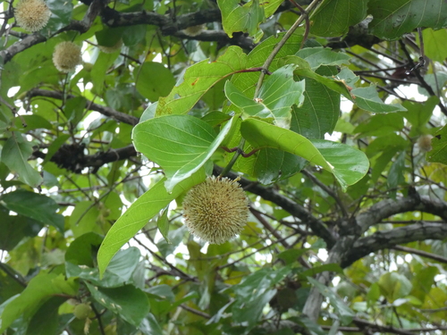 Nauclea latifolia, photograph 3