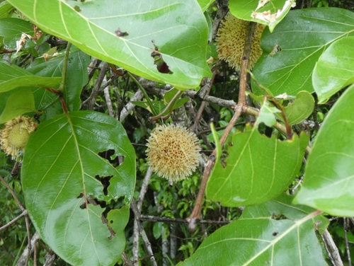 Nauclea latifolia, photograph 4