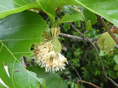 Nauclea latifolia, photograph 5