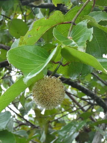 Nauclea latifolia, photograph 6