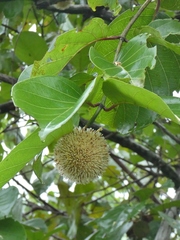 Nauclea latifolia, photograph (c) Tony King, some rights reserved (CC BY)