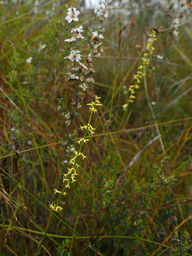 Image of Stackhousia viminea by no rights reserved