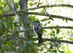 Accipiter francesiae