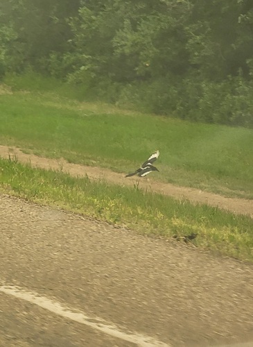 Black-billed Magpie