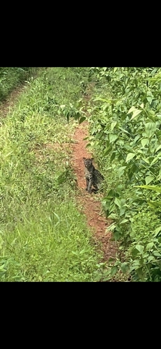 African Golden Cat
