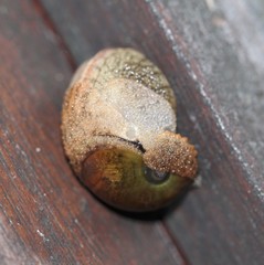 Helicarionidae