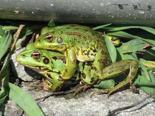Iberian Green Frog, photo 5 of 10