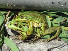 Iberian Water Frog photo 4