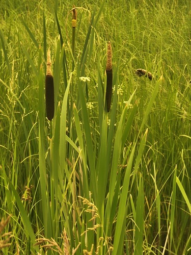 broadleaf cattail