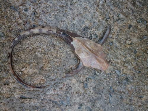 Banjo cat (Bunocephalus coracoideus) — Aspredinidae — 3