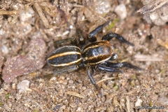Phlegra bresnieri