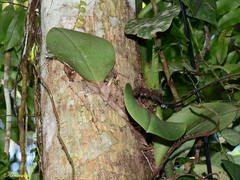 Bulbophyllum beccarii
