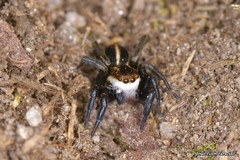 Phlegra bresnieri