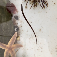 Syngnathidae