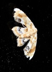 Holocryptis phasianura