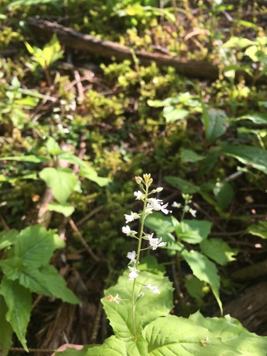 Onagraceae image