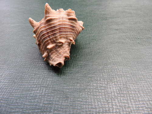 Melongena bispinosa