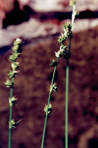 Grey Sedge (Carex divulsa)