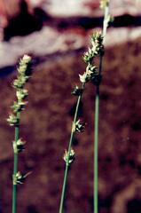 Grey Sedge (Carex divulsa)