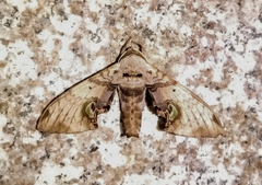 Daphnusa ocellaris