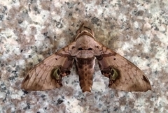 Daphnusa ocellaris