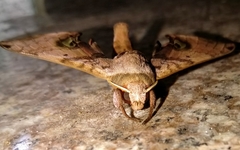 Daphnusa ocellaris