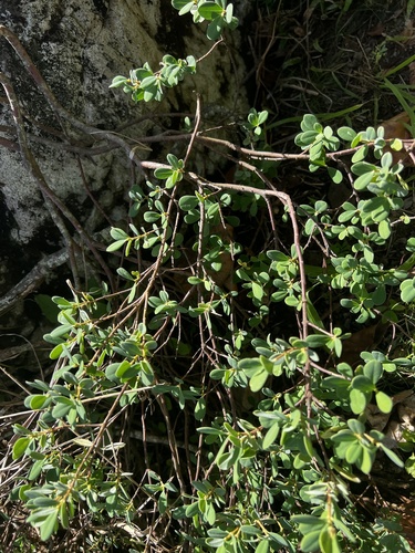 Wikstroemia uva-ursi, photograph 3