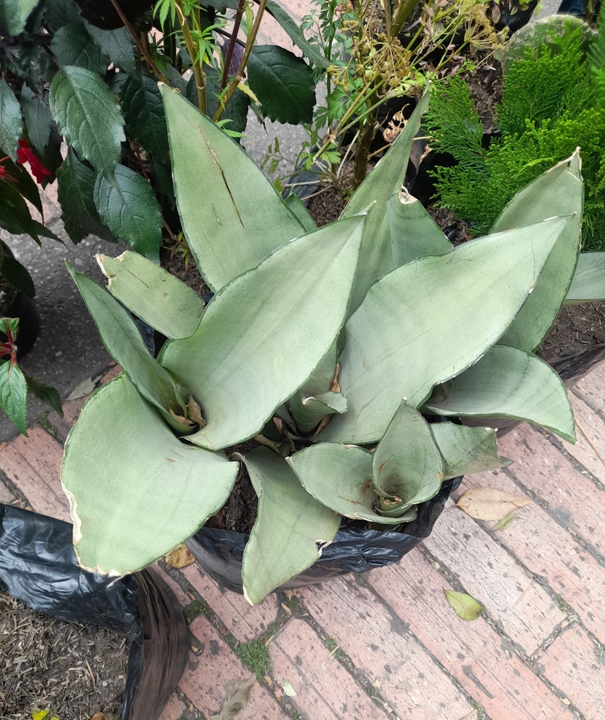 Sansevieria masoniana Chahin. 3