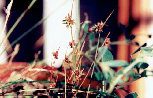 Leafybract dwarf rush (Juncus capitatus)
