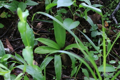 Clintonia udensis
