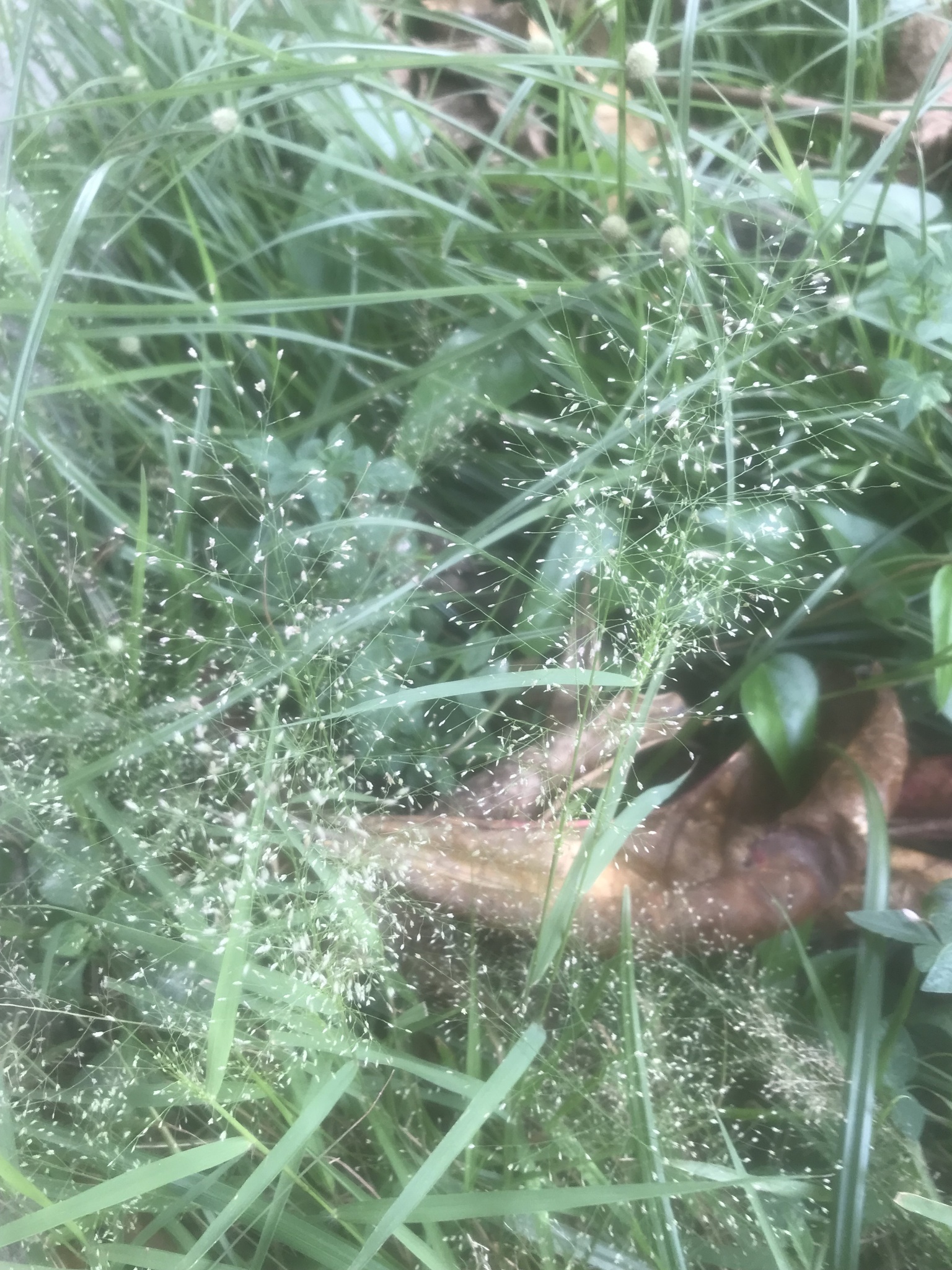 Eragrostis tenella — ảnh 2