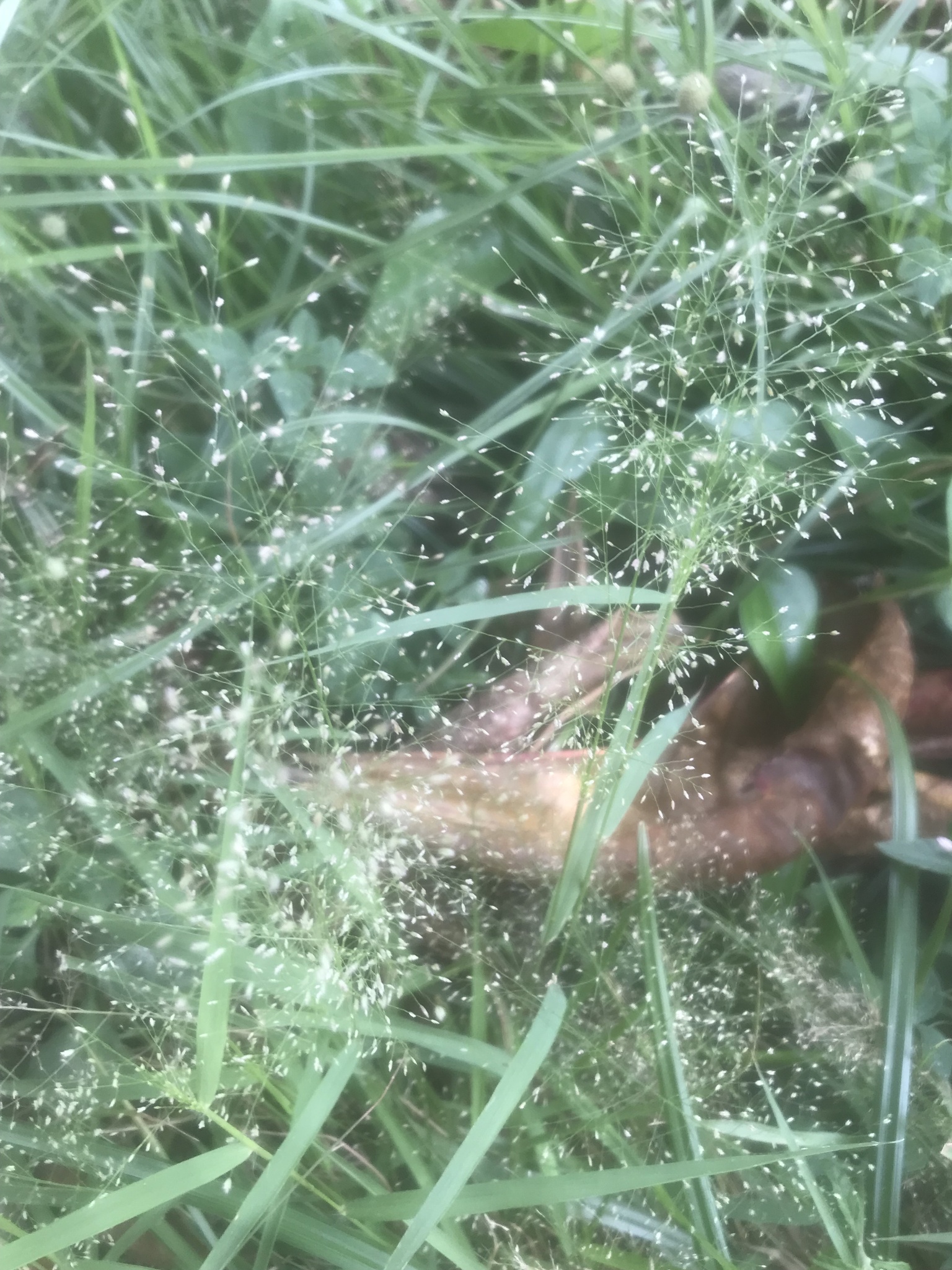 Eragrostis tenella — ảnh 3