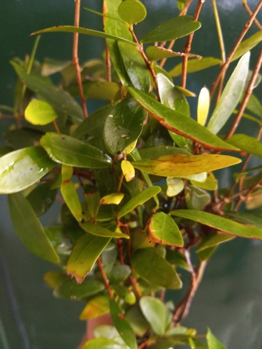 Eugenia foetida observed 2024-12-06
