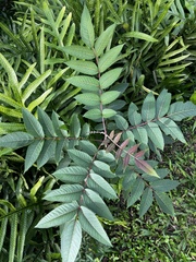 (c) Sawyer Baran, some rights reserved (CC BY) Rhus sandwicensis, photograph (c) Sawyer Baran, some rights reserved (CC BY)