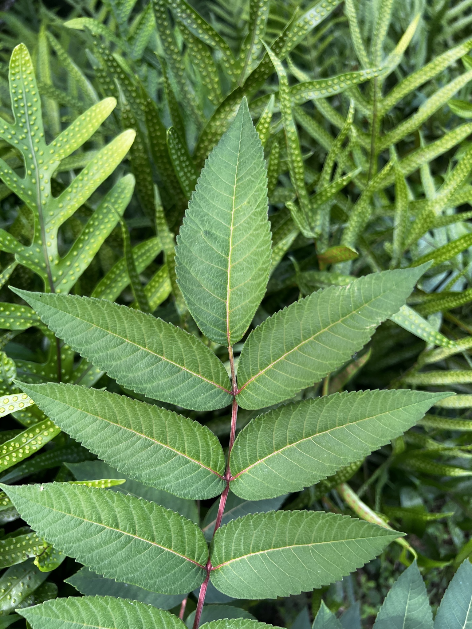 Neneleau (Rhus sandwicensis)