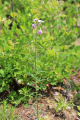 Dontostemon hispidus