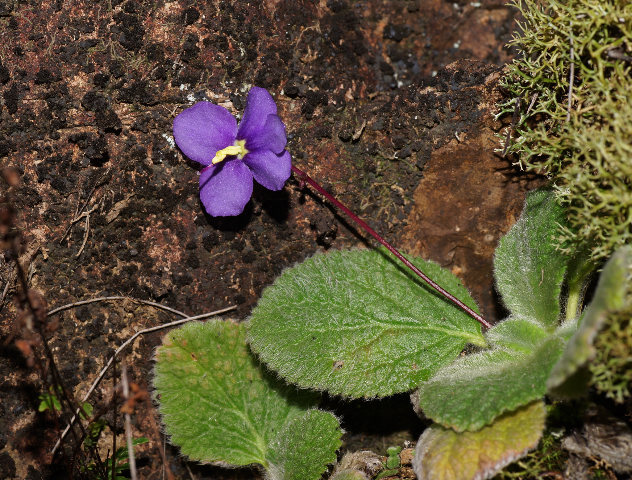 Boea hygroscopica