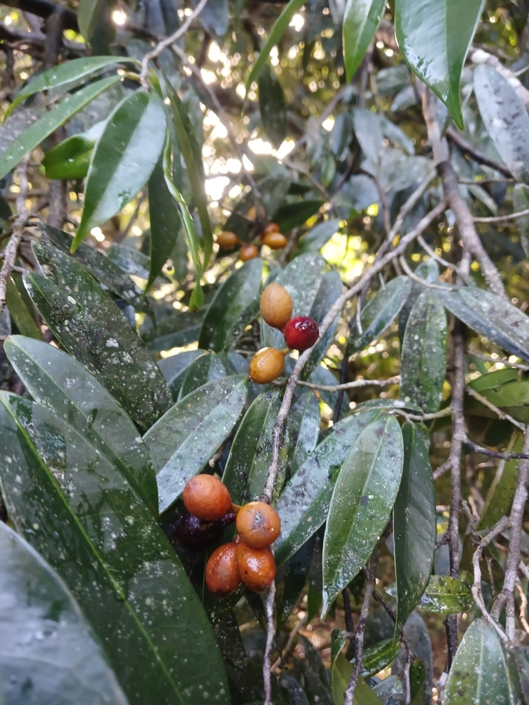 Oxandra laurifolia