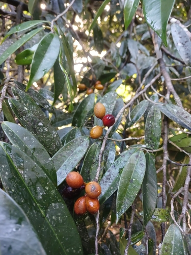Oxandra laurifolia